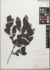Foto von Salix myrsinifolia Salisb.